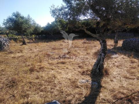 Terreno rústico vedado com olival e infraestruturas – aldeia da paiã, são bento, porto de mós (leiria)