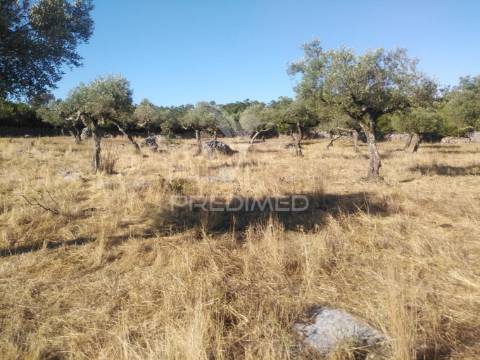 Terreno rústico vedado com olival e infraestruturas – aldeia da paiã, são bento, porto de mós (leiria)