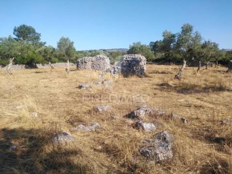 Terreno rústico vedado com olival e infraestruturas – aldeia da paiã, são bento, porto de mós (leiria)