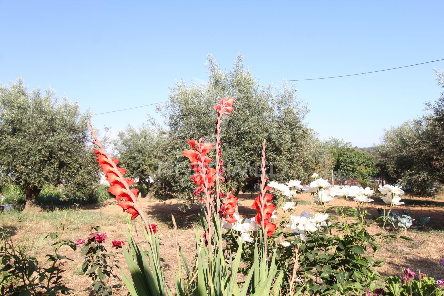Moradia tipo quinta dentro da aldeia