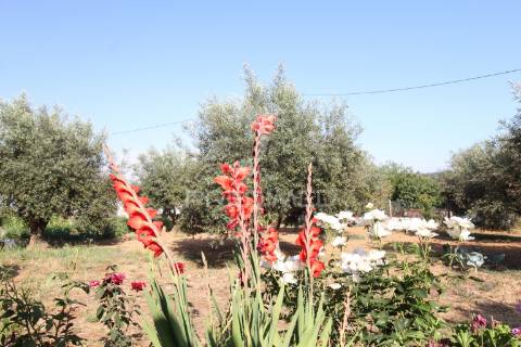 Quinta a 30 minutos costa alentejana