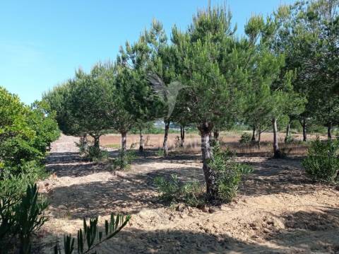 Propriedade com 9 ha a 10 minutos da praia
