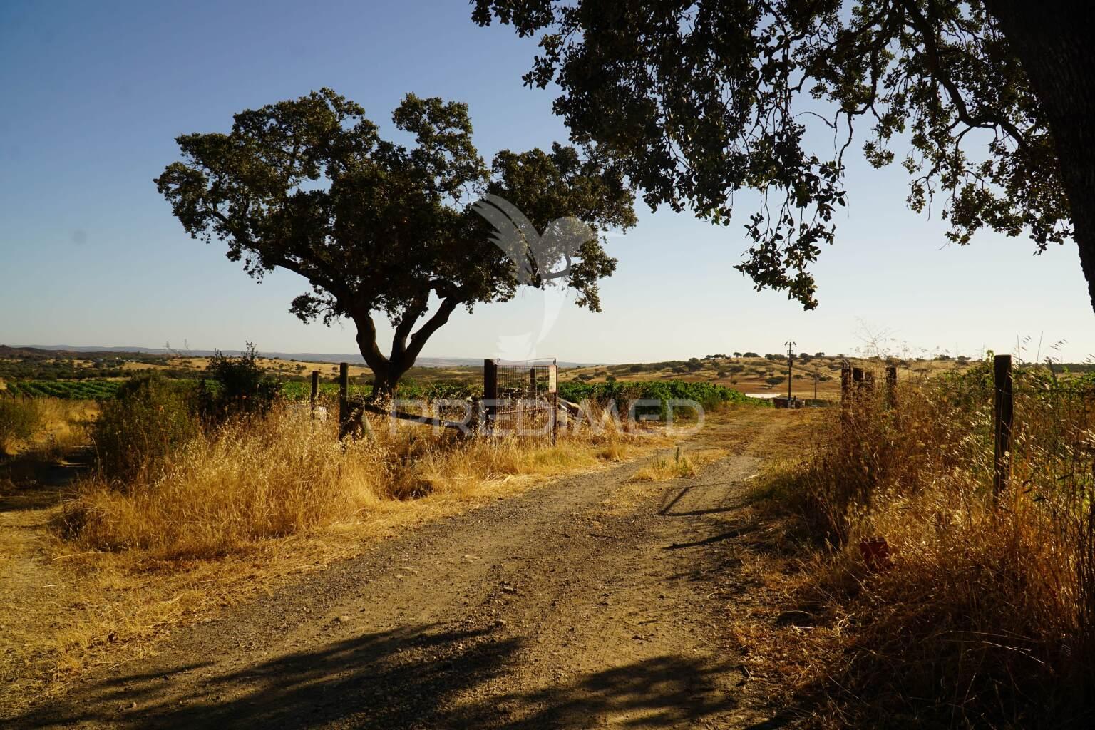 Herdade no alentejo