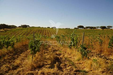 Herdade no alentejo
