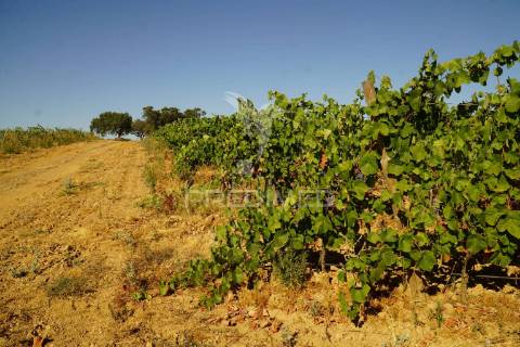 Herdade no alentejo