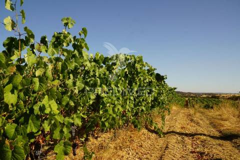 Herdade no alentejo