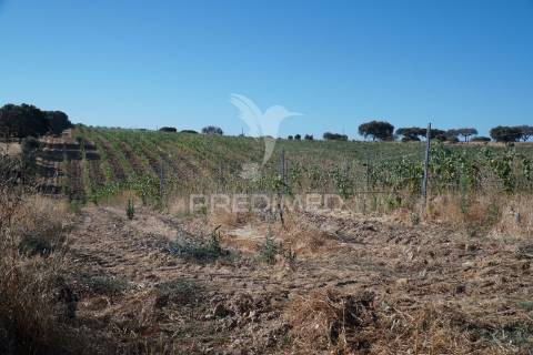 Herdade no alentejo