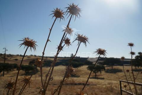 Herdade no alentejo