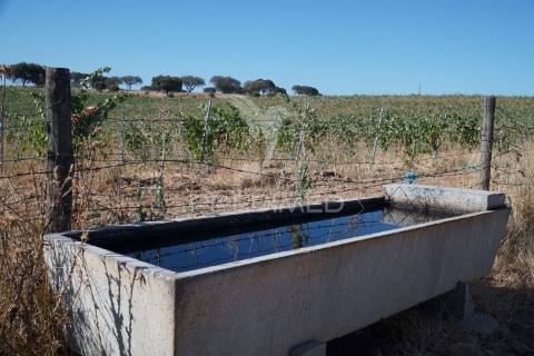 Herdade no alentejo