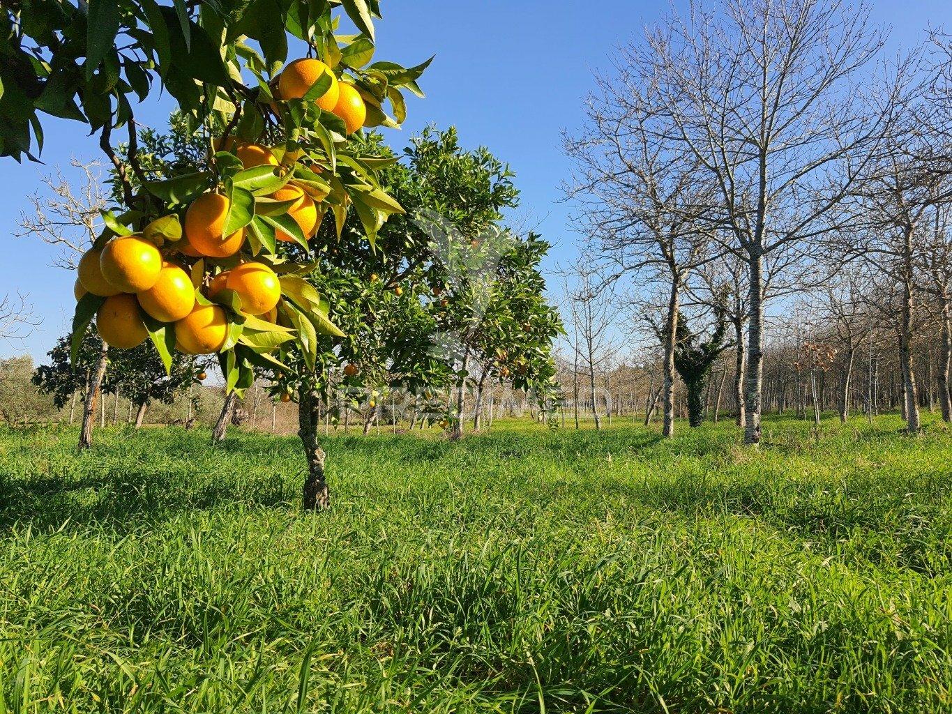 Quinta com ruína para recuperar, próximo das termas da curia.