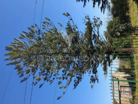 Quinta com ruína para recuperar, próximo das termas da curia.