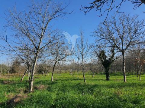 Quinta com ruína para recuperar, próximo das termas da curia.