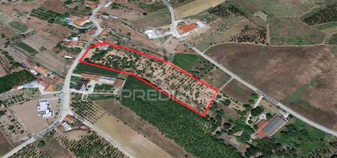 Quinta com ruína para recuperar, próximo das termas da curia.