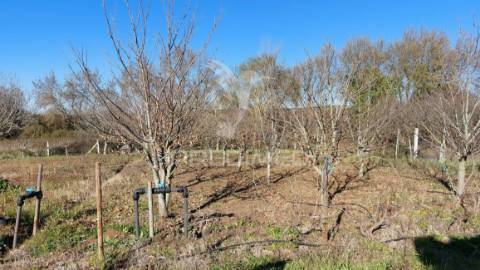 Terreno agrícola - são brissos , beja