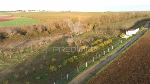 Terreno agrícola - são brissos , beja