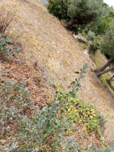 3 moradias à venda em insua, penalva do castelo