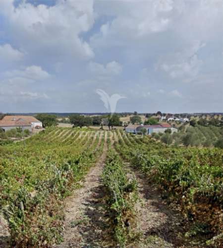 Deslumbrante quinta , localizada em pleno ribatejo casével / santarém