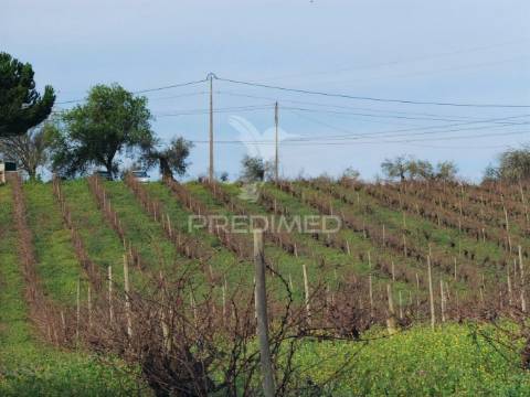 Deslumbrante quinta , localizada em pleno ribatejo casével / santarém