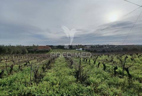 Deslumbrante quinta , localizada em pleno ribatejo casével / santarém