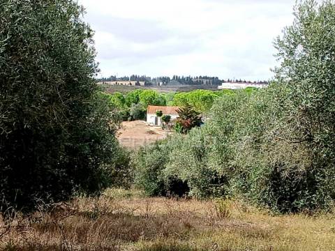 Magnífico terreno/ com apoio agrícola