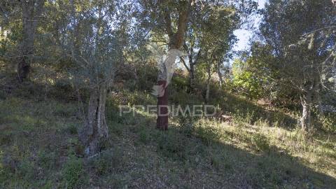 Quinta em são martinho das amoreiras.