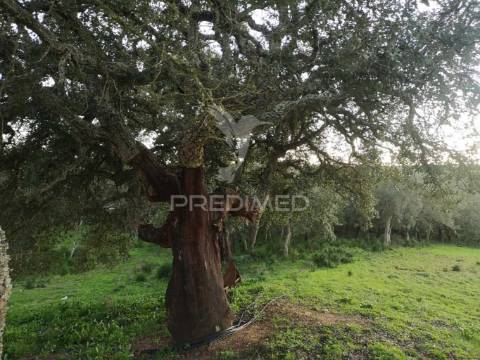 Monte alentejano nas ademas
