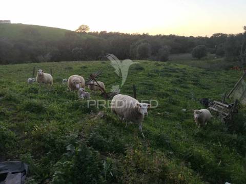 Monte alentejano nas ademas