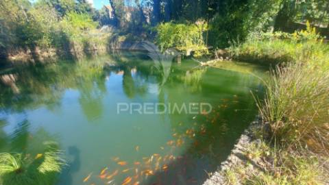 Quinta com moradia t4, piscina, terreno com 3 ha, santarém.