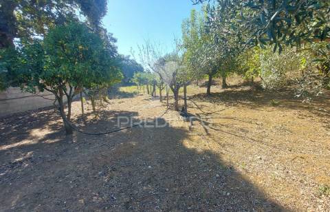 Quinta com moradia t4, piscina, terreno com 3 ha, santarém.