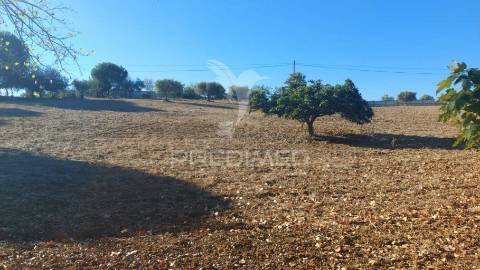Quinta com moradia t4, piscina, terreno com 3 ha, santarém.