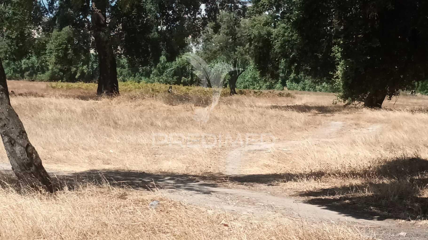 Vendesse quinta na moita