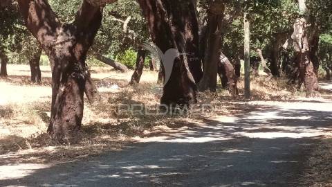 Vendesse quinta na moita