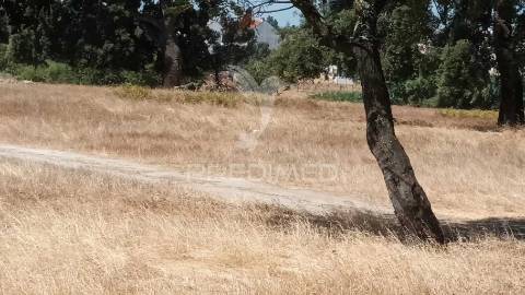 Vendesse quinta na moita