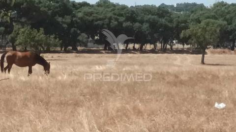 Vendesse quinta na moita