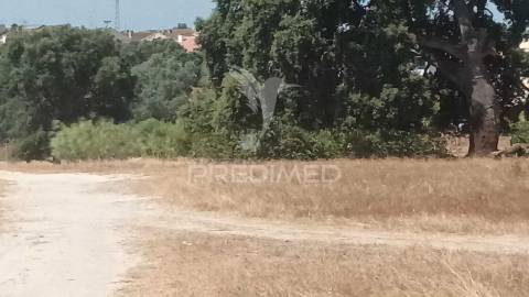 Vendesse quinta na moita