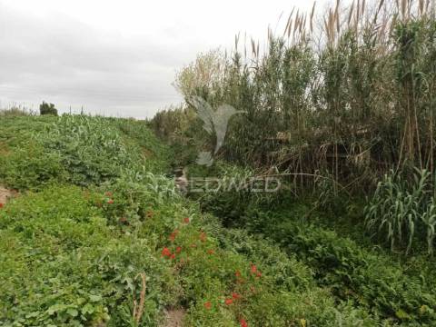 Vendesse quinta na moita