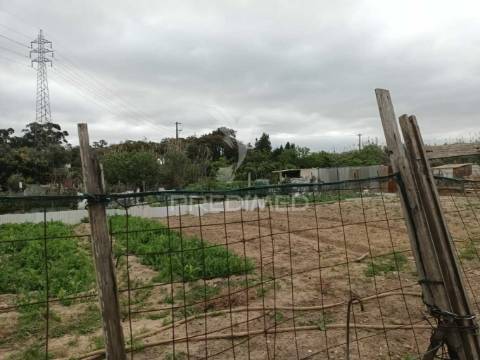 Vendesse quinta na moita