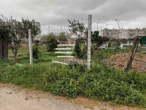 Vendesse quinta na moita