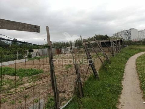 Vendesse quinta na moita