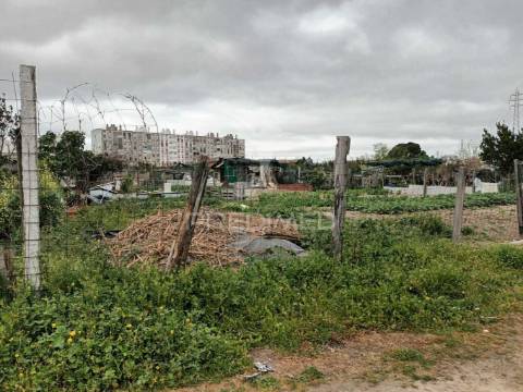 Vendesse quinta na moita