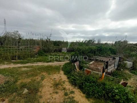 Vendesse quinta na moita