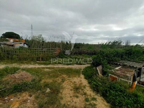 Vendesse quinta na moita