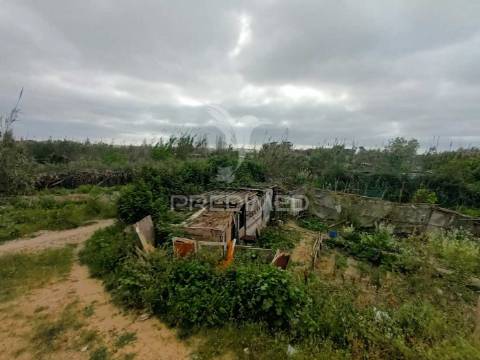 Vendesse quinta na moita