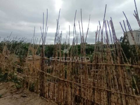 Vendesse quinta na moita