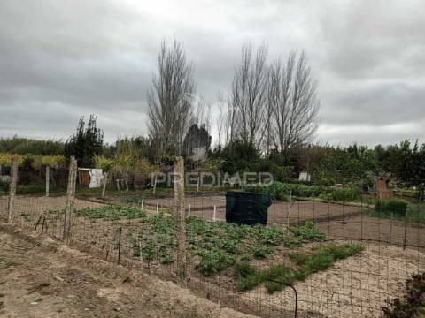 Vendesse quinta na moita