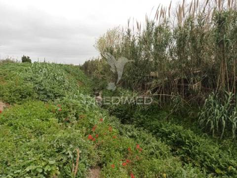 Vendesse quinta na moita