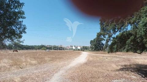 Vendesse quinta na moita