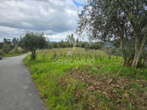 Terreno rústico vinha vale cabras almalaguês coimbra