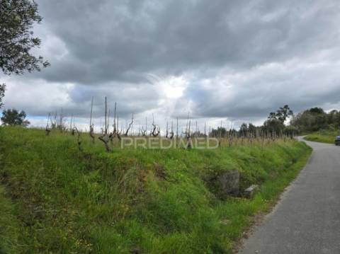 Terreno rústico vinha vale cabras almalaguês coimbra