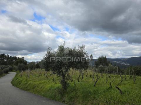 Terreno rústico vinha vale cabras almalaguês coimbra